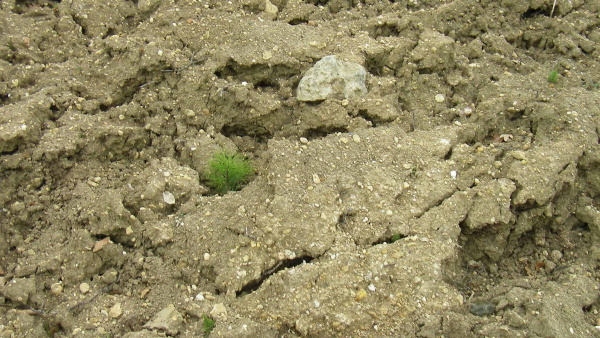 Fig. 26. Bloc calcaire, <I>tegula</I> et cailloutis dans les marnes.