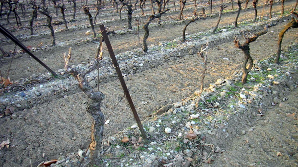 Fig. 7. Cailloutis et débris de tuiles dans la vigne.